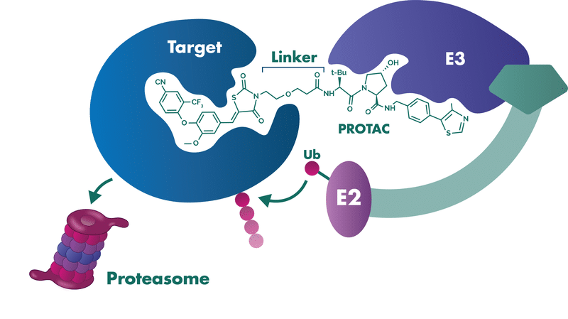 PROTAC mechanism