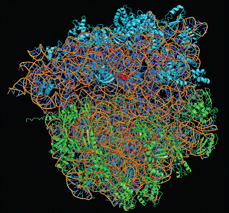 ribosome structure