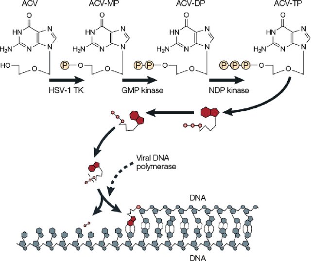 drug_acyclovir_selectivity.png