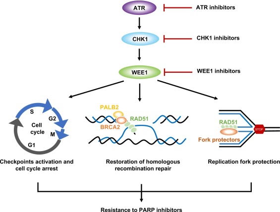 ATR checkpoint inhibitor