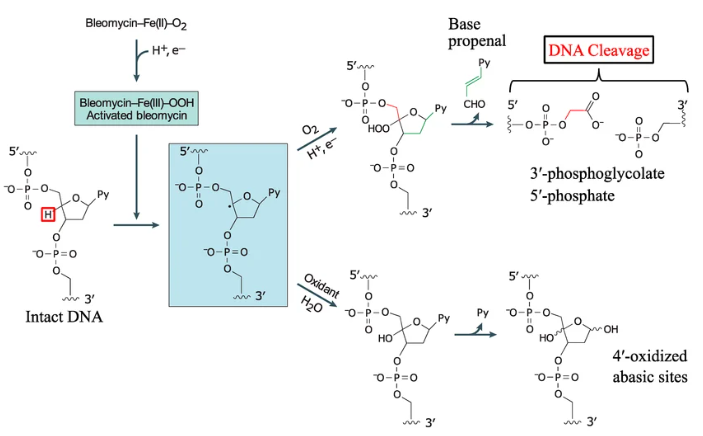 bleomycin DSB mechanism