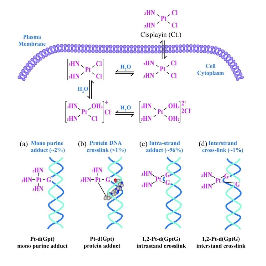 cisplatin DNA adduct