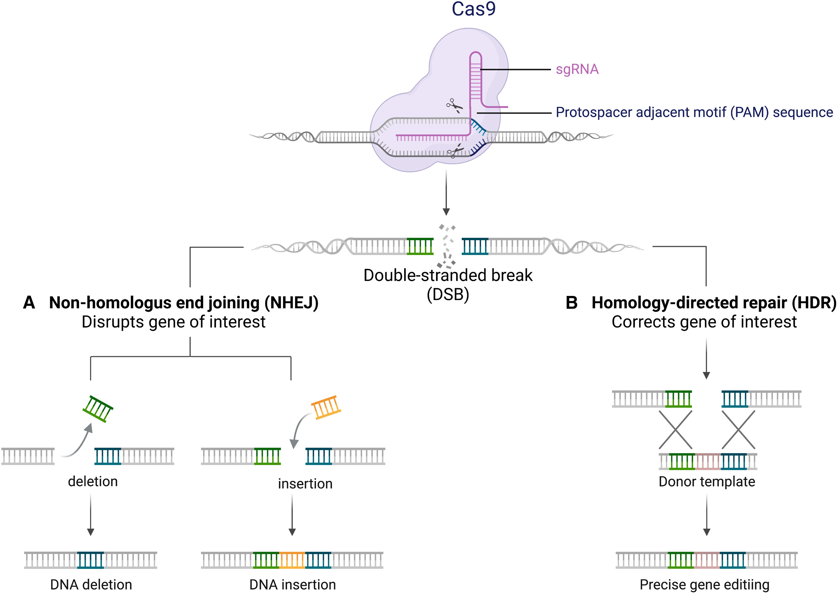 CRISPR Cas9 HDR repair