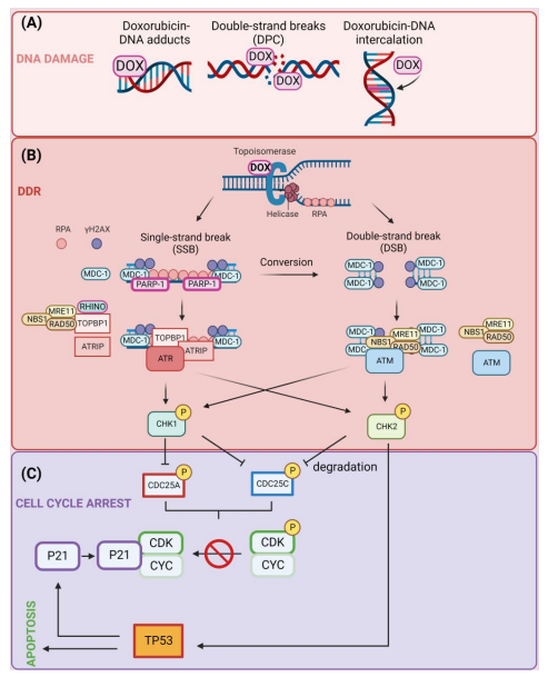 drug_doxorubicin_mechanism.png