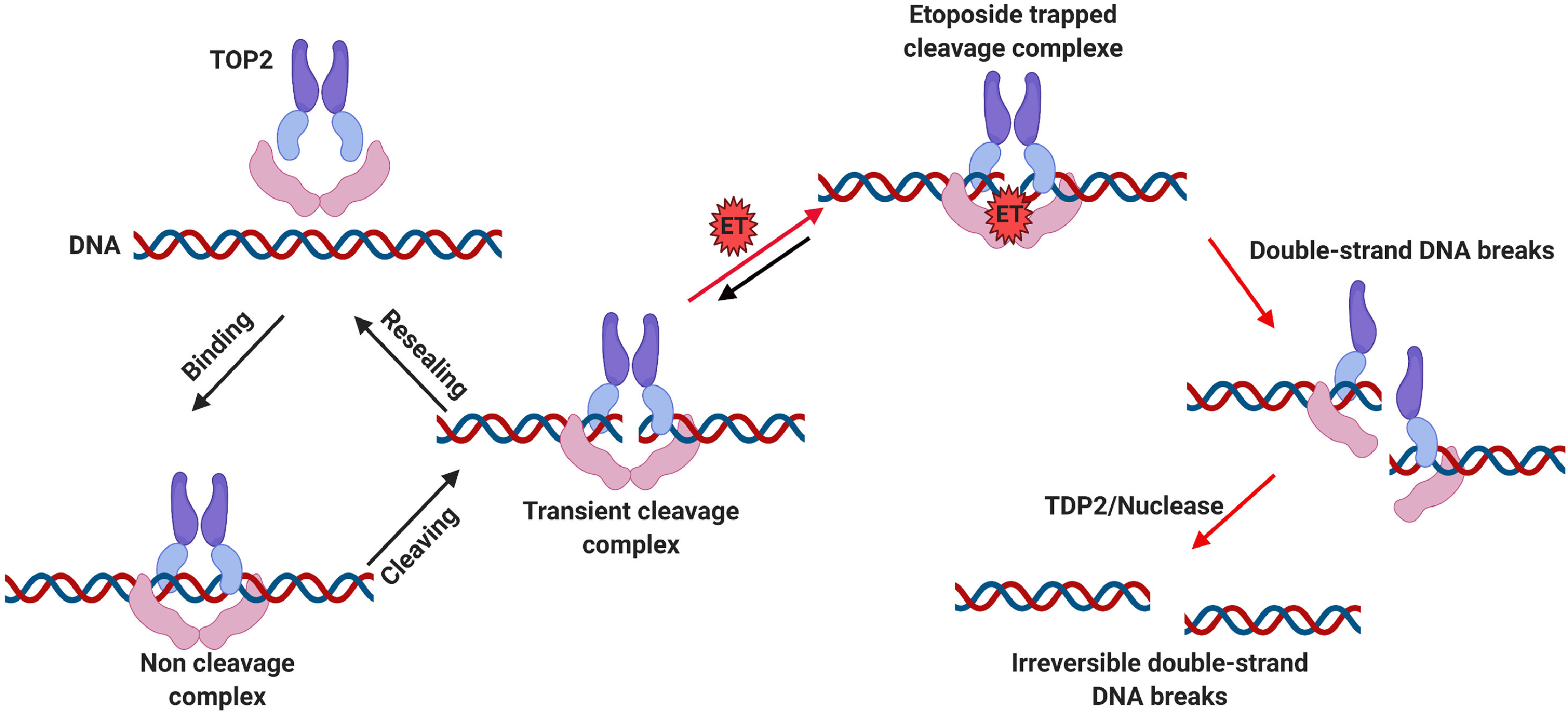 drug_etoposide_mechanism.png