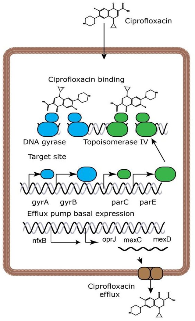 drug_fluoroquinolone_mechanism.png