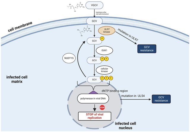 drug_ganciclovir_mechanism.png