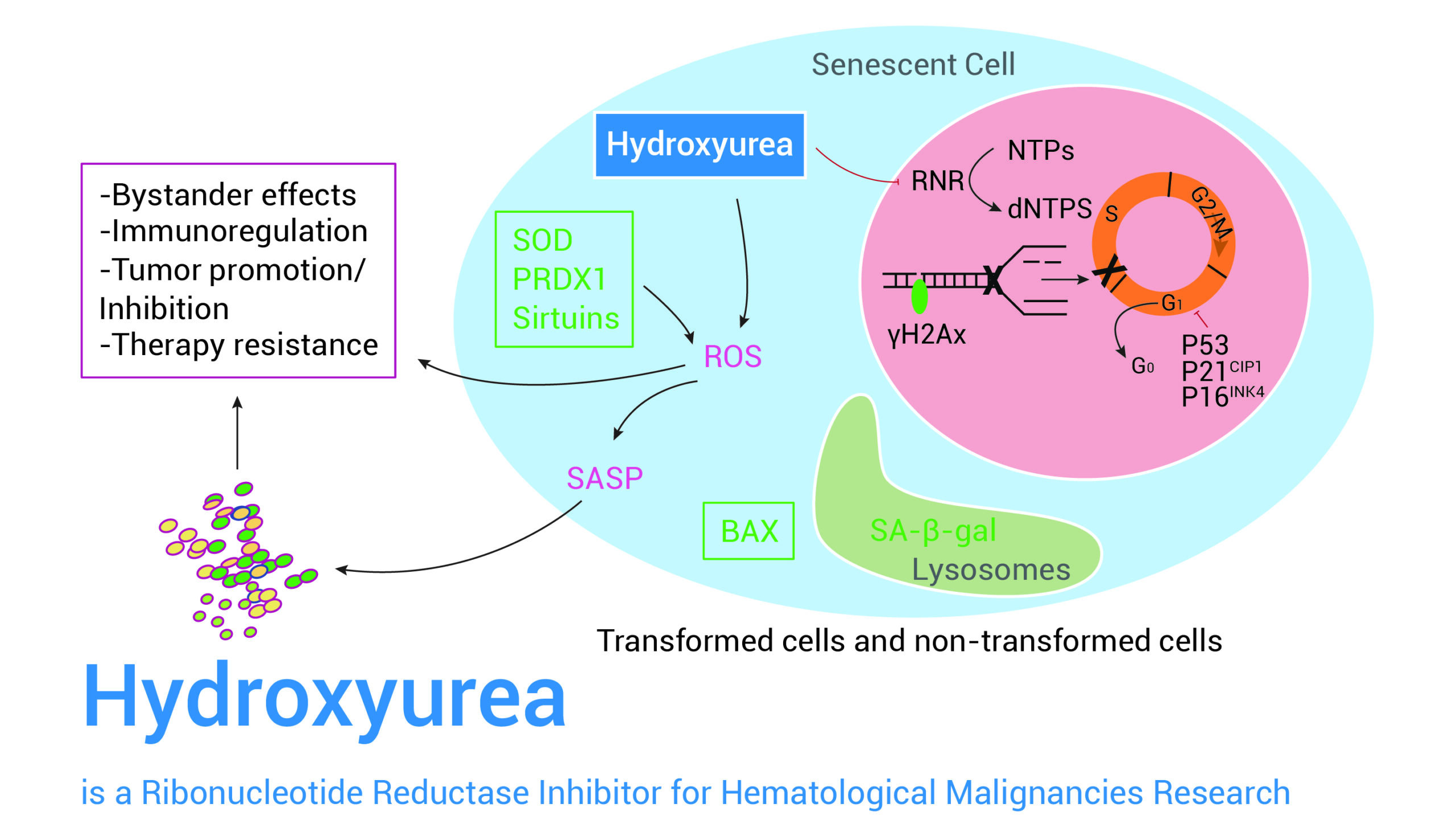drug_hydroxyurea_mechanism.png