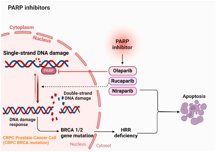 PARP inhibitor synthetic lethality