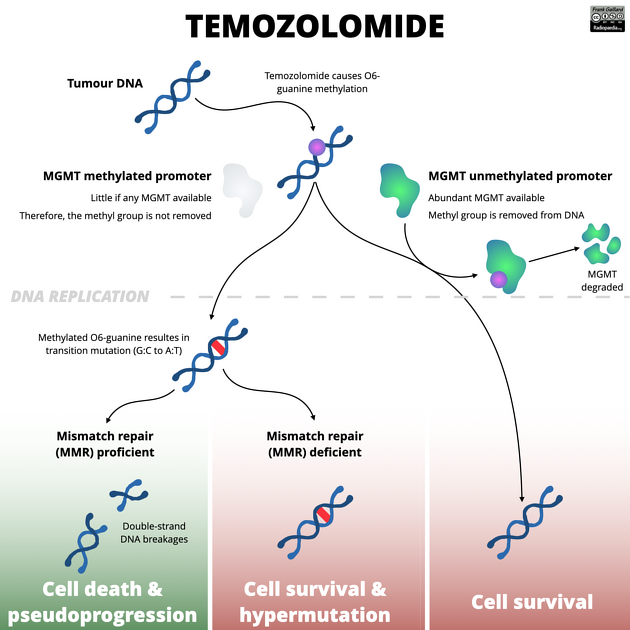 temozolomide MGMT mechanism