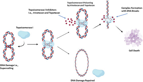 drug_topo1_inhibitor.png