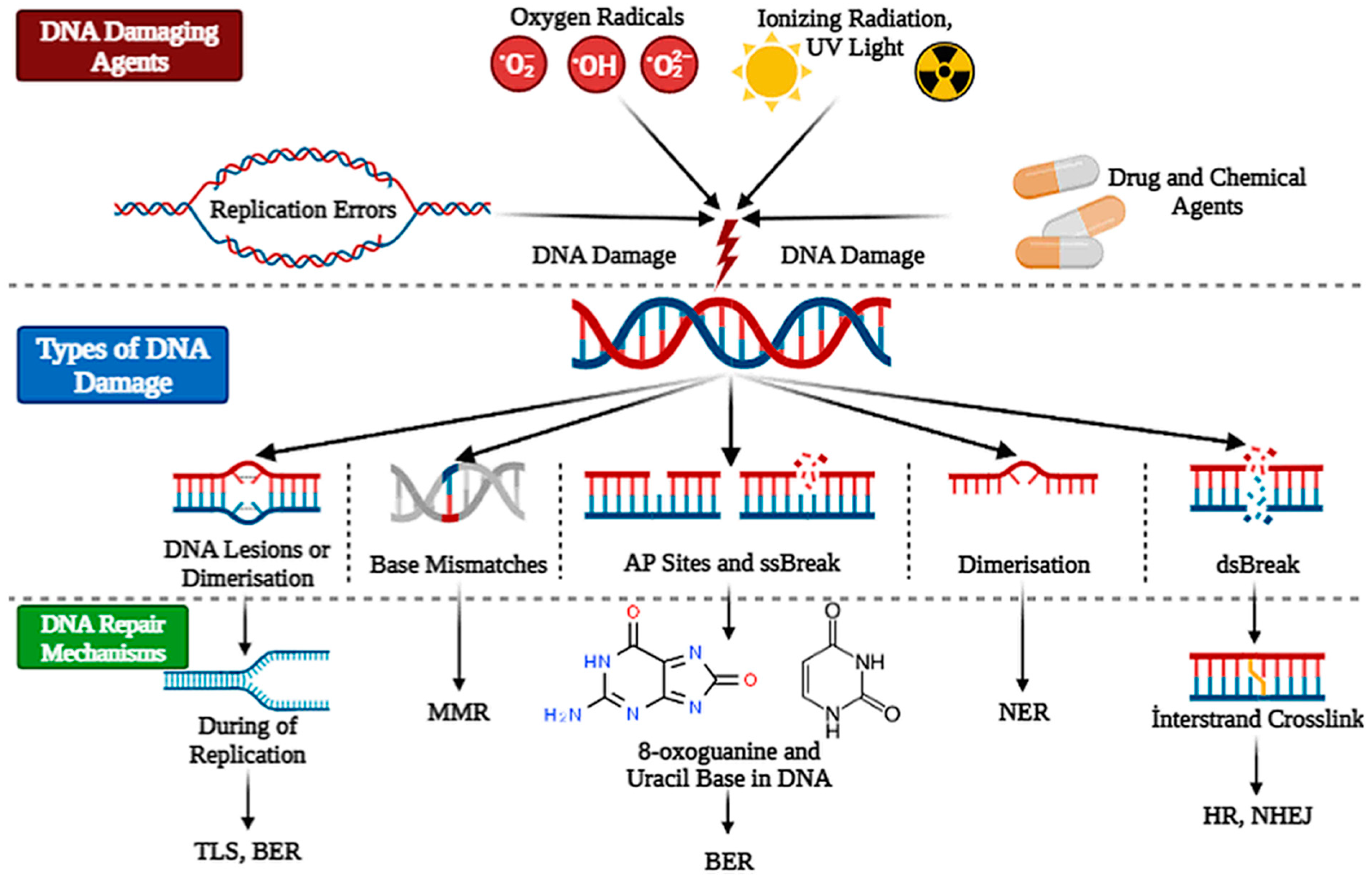 DNA damage scale per day