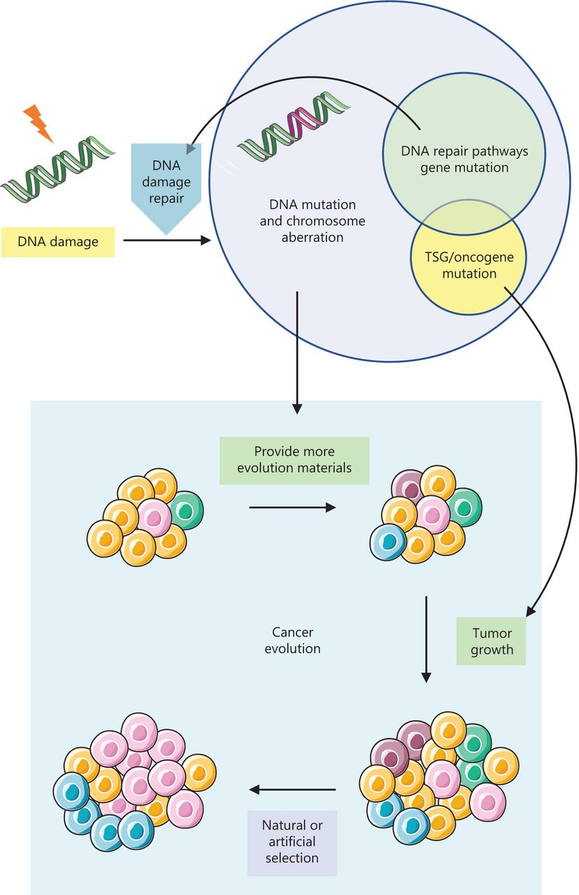DNA repair defects and disease