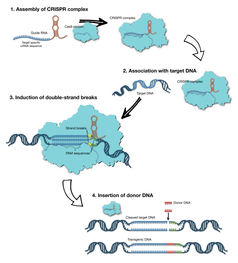 opening_crispr_mechanism.png