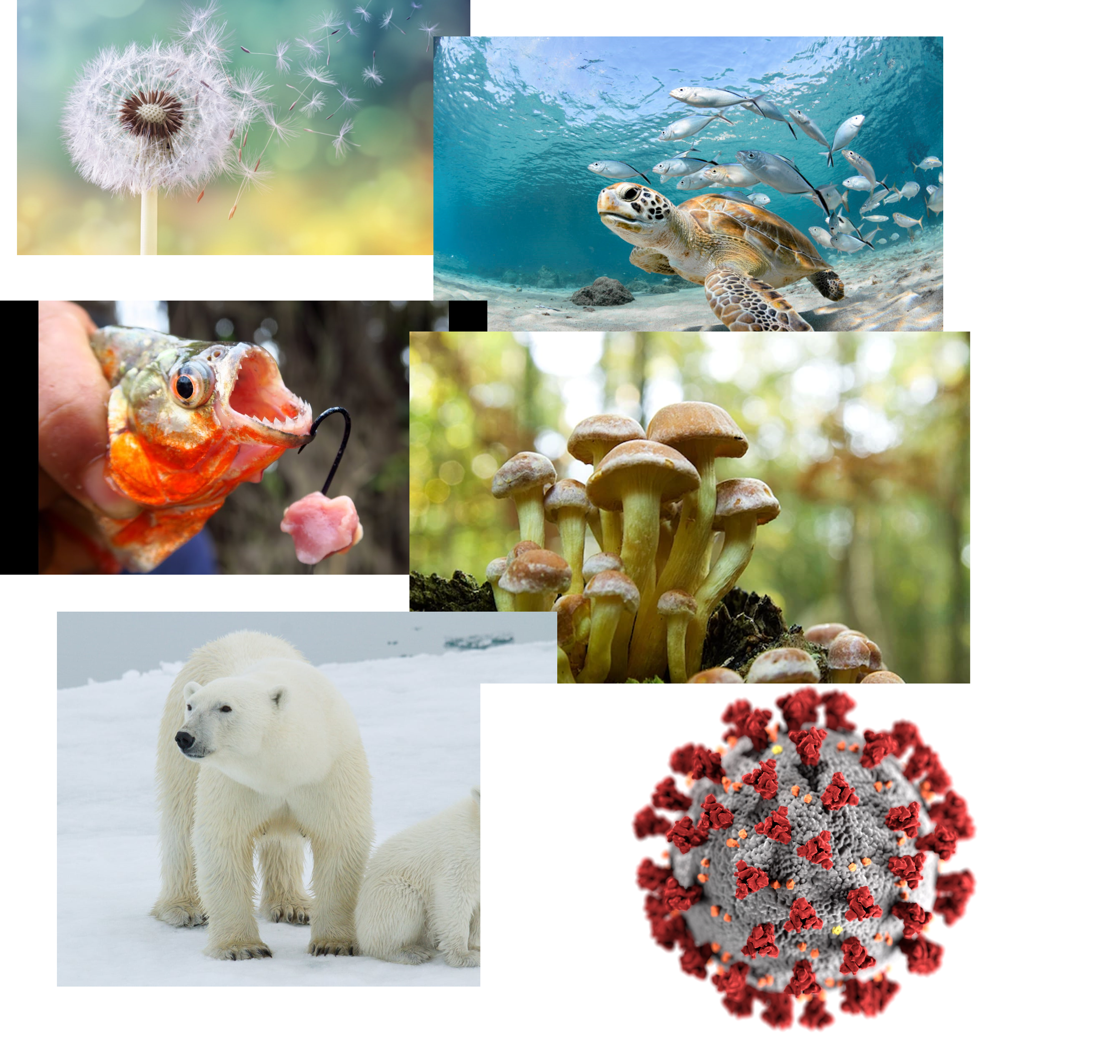 opening_life_diversity.png