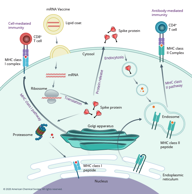 opening_mrna_vaccine.png