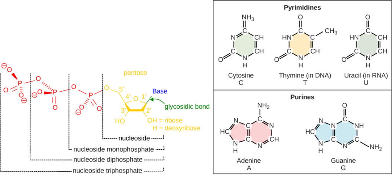 review_nucleotide_structure.png